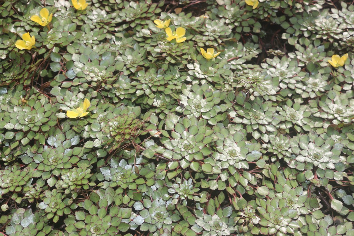 Ludwigia sedoides (Bonpl.) H.Hara